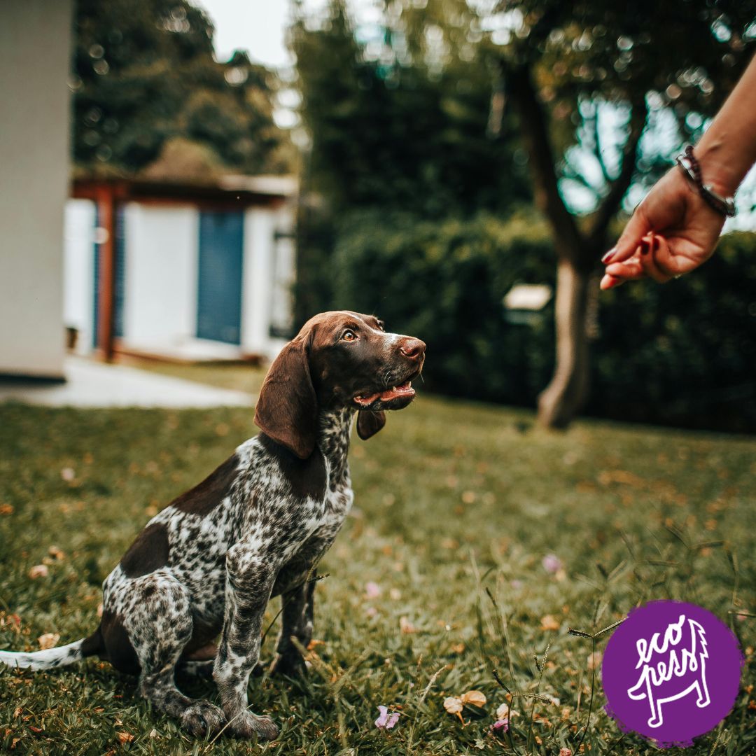 tréninkové pamlsky pro psy s bylinkami